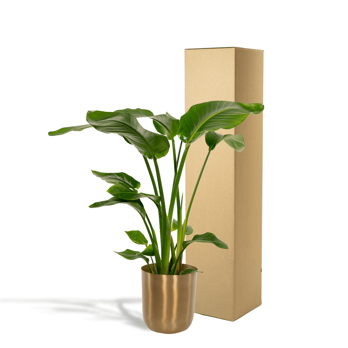 Strelitzia Nicolai - Ø19cm - ↕90cm + Topf Mayk Gold 