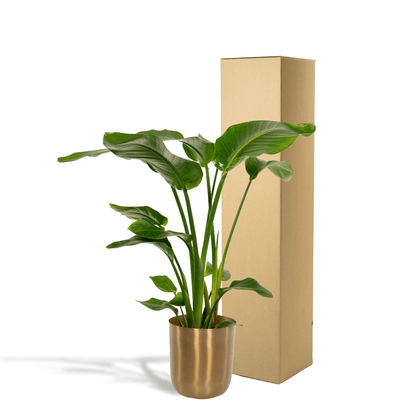 Strelitzia Nicolai - Ø19cm - ↕90cm + Topf Mayk Gold 