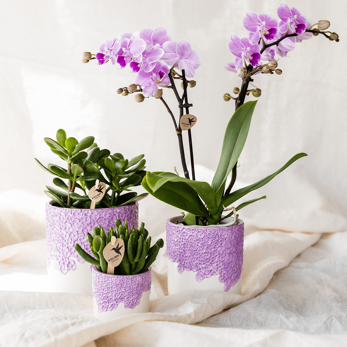 Kolibri Company | Kombi‑Deal | Bloom Lila Übertopf‑Set – 6 cm + 9 cm + 12 cm 