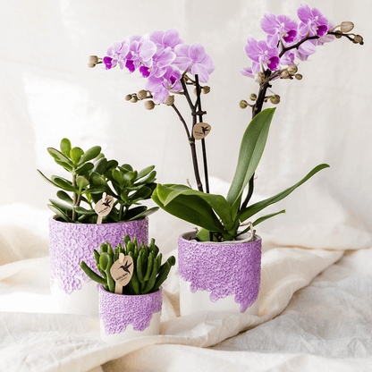 Kolibri Company | Kombi‑Deal | Bloom Lila Übertopf‑Set – 6 cm + 9 cm + 12 cm 