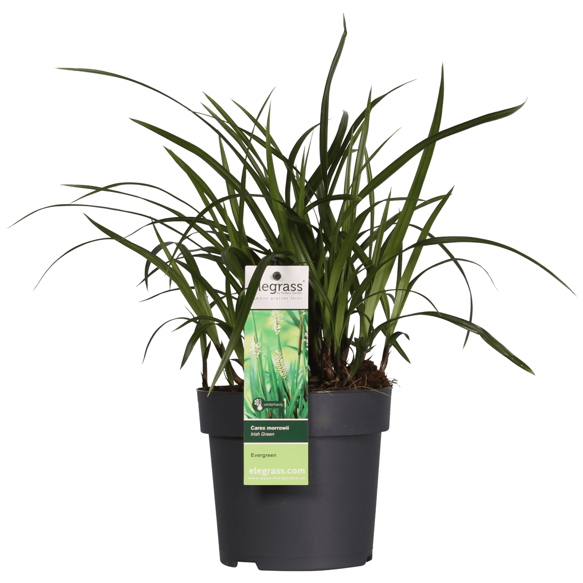 3x - Carex morrowii 'Irish Green' - ↨30cm - Ø14 