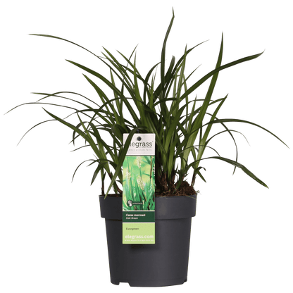 3x - Carex morrowii 'Irish Green' - ↨30cm - Ø14 