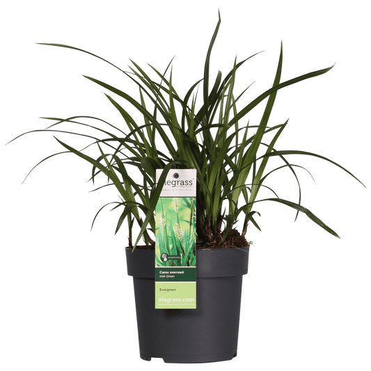 Carex morrowii Irish Green - Ø19cm - ↕40cm - Ø14 - ↨30cm 