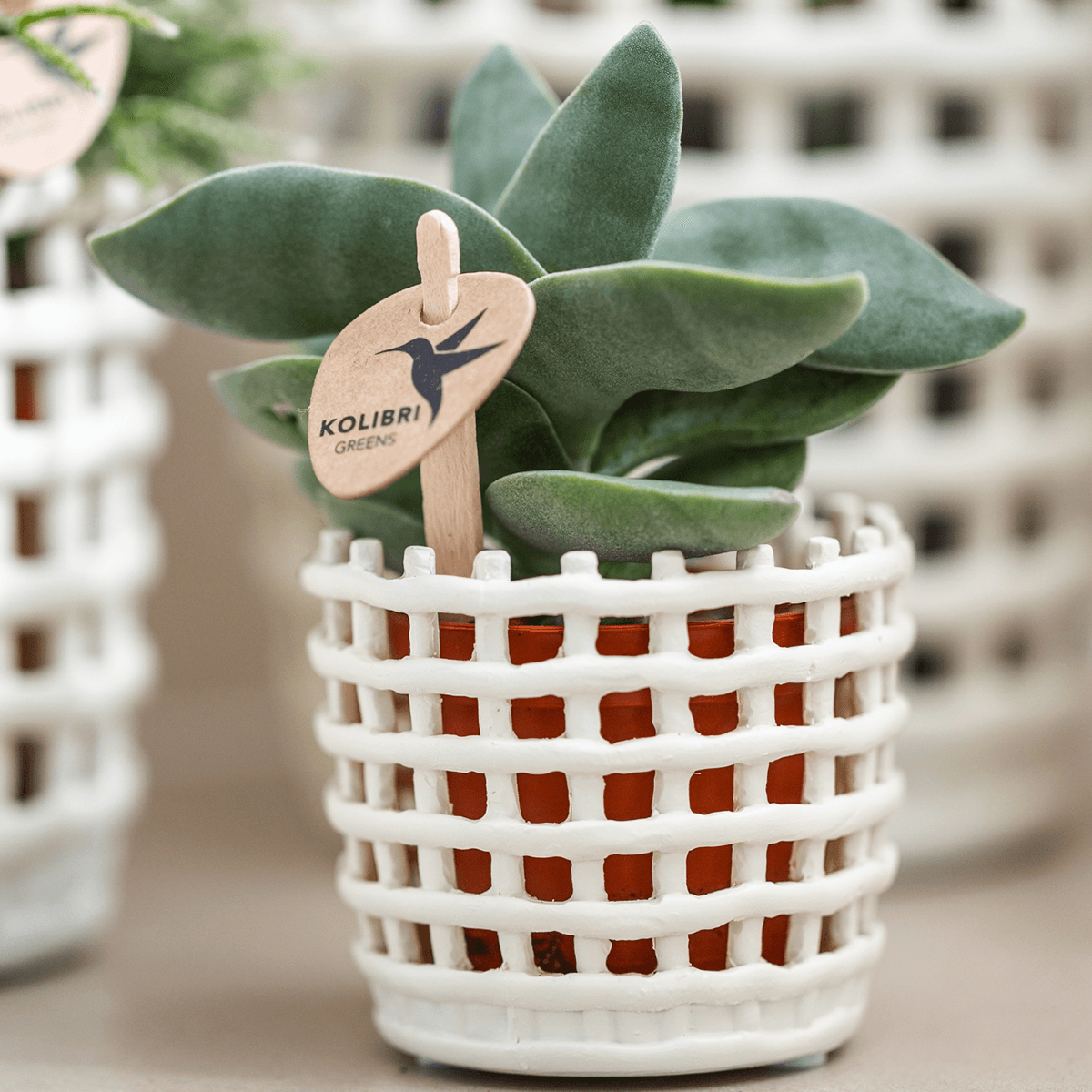 Kolibri Company | Pflanzenset Mesh White | Rosa Niagara Falls Orchidee 12 cm + Grünpflanzen inkl. Übertöpfen – Frisch vom Züchter 