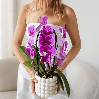 Kolibri Orchids | Violette Phalaenopsis-Orchidee Topfgröße Ø12cm | Freeride | Blühende Zimmerpflanze – Frisch vom Züchter 