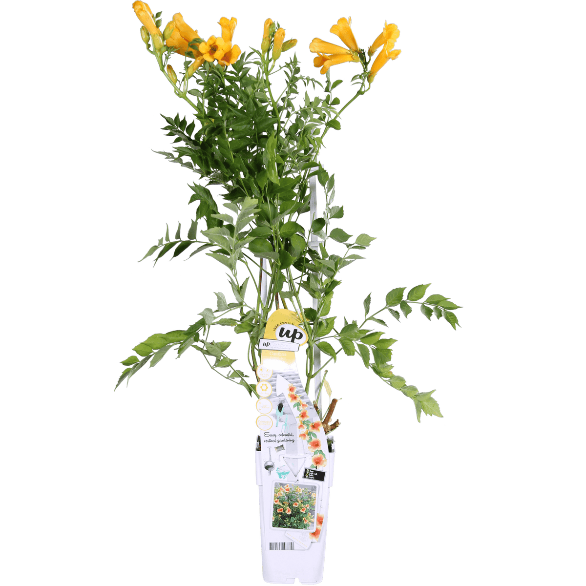 Trompetenblume Gelb - Campsis Summer Jazz 'Gold Trumpet' - Ø15cm - ↕65cm 