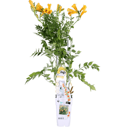 Trompetenblume Gelb - Campsis Summer Jazz 'Gold Trumpet' - Ø15cm - ↕65cm 