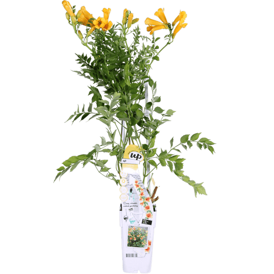 Trompetenblume Gelb - Campsis Summer Jazz 'Gold Trumpet' - Ø15cm - ↕65cm 