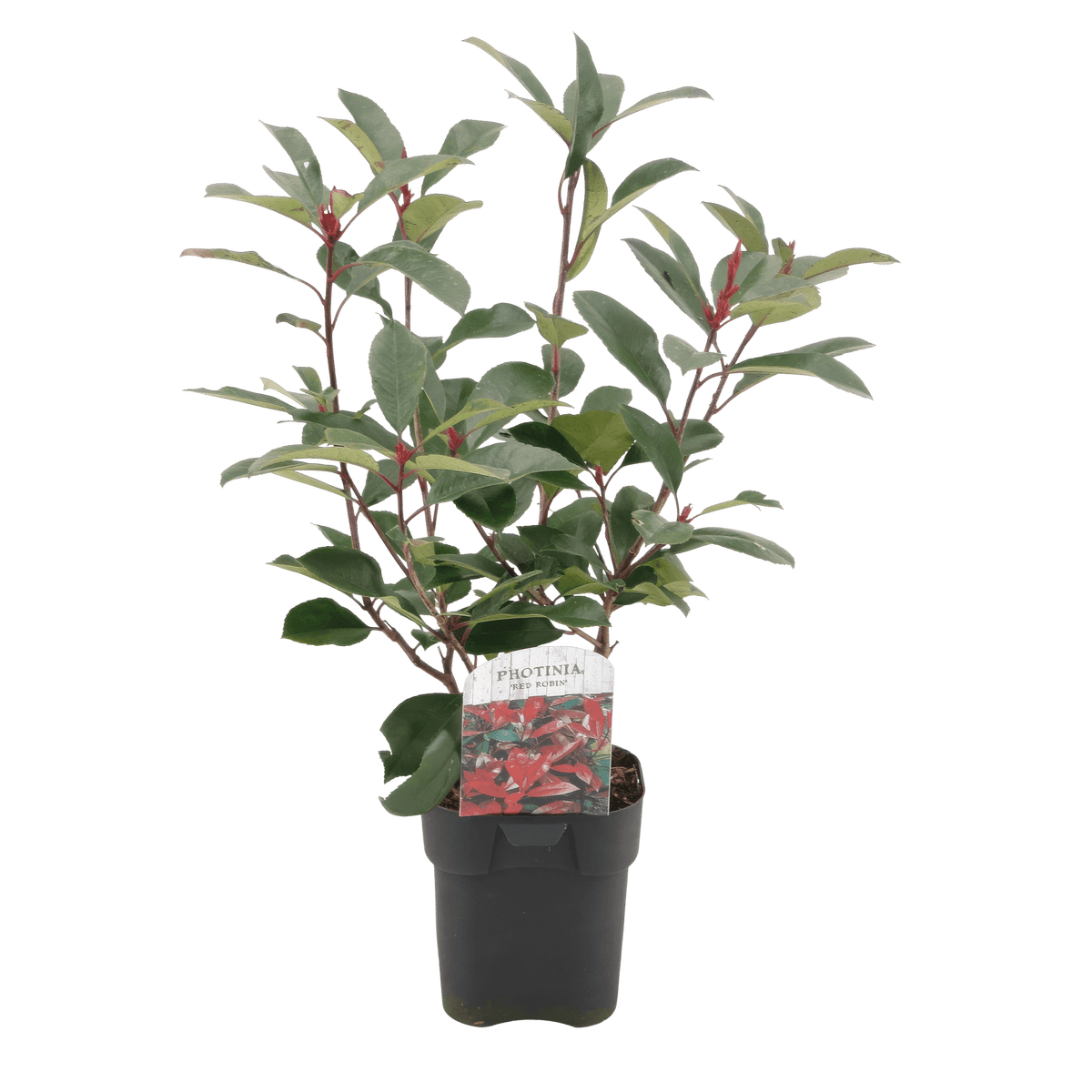 Frasers Glanzmispel - Photinia fraseri Red Robin - grün rot - 6 Pflanzen - Heckenpflanze - 1 laufender Meter - immergrün - Topf 17cm Höhe 55cm 