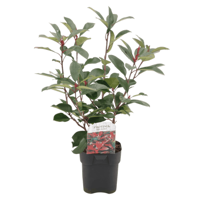 Frasers Glanzmispel - Photinia fraseri Red Robin - grün rot - 6 Pflanzen - Heckenpflanze - 1 laufender Meter - immergrün - Topf 17cm Höhe 55cm 