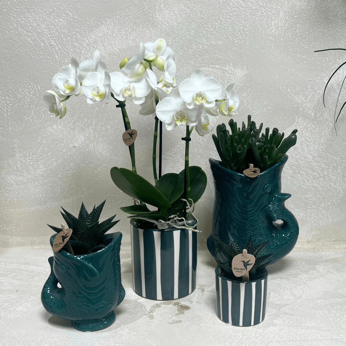 Set mit weißer Orchidee Amabilis & Sukkulenten – Blühende Zimmerpflanzen in keramischen Ziertöpfen Ø9 cm & Ø6 cm – Frisch vom Züchter 