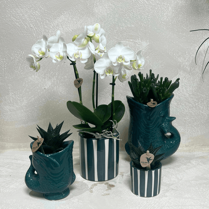 Set mit weißer Orchidee Amabilis & Sukkulenten – Blühende Zimmerpflanzen in keramischen Ziertöpfen Ø9 cm & Ø6 cm – Frisch vom Züchter 