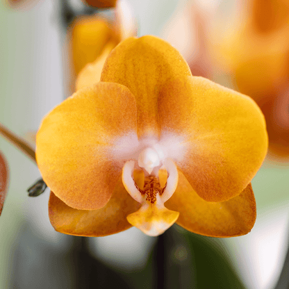 Kolibri Orchids | Orange/gelbe Las Vegas Orchidee + Retro ocker Übertopf | blühende Zimmerpflanze – frisch vom Züchter 
