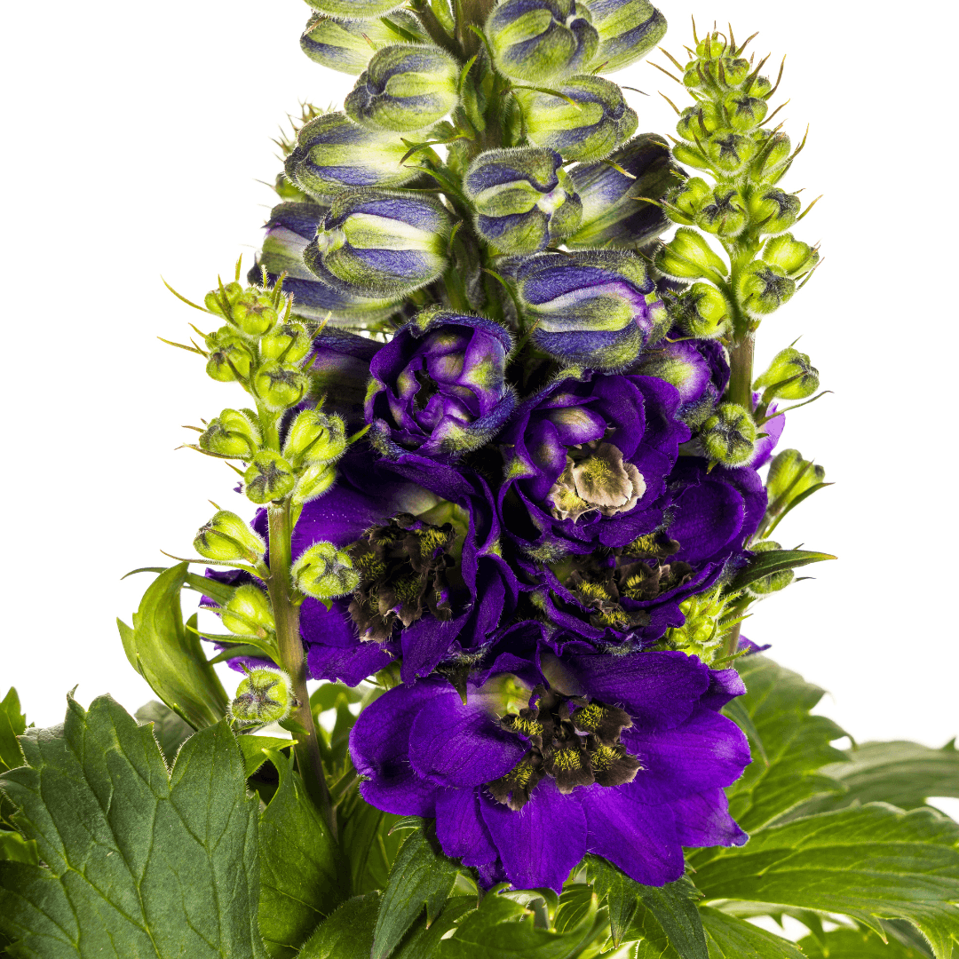 Rittersporn Delphinium elatum Purple – Ø 19 cm – Höhe 45–60 cm – Violettblühende Staude – Für sonnige Beete & Rabatten – Pflegeleicht & aufrecht wachsend 