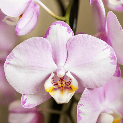 Kolibri Orchids | Rosa Niagara Falls Orchidee 12 cm mit Mesh White Übertopf – Frisch vom Züchter 