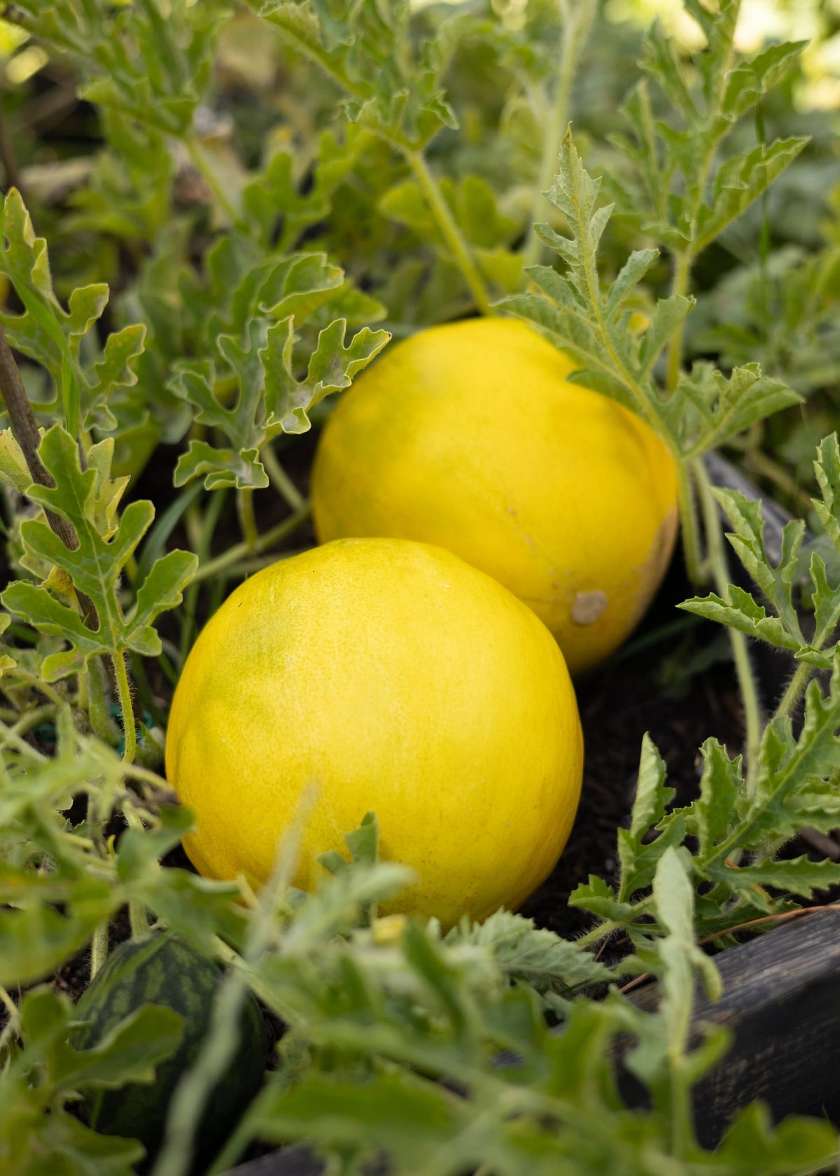 Limelon Melonensamen