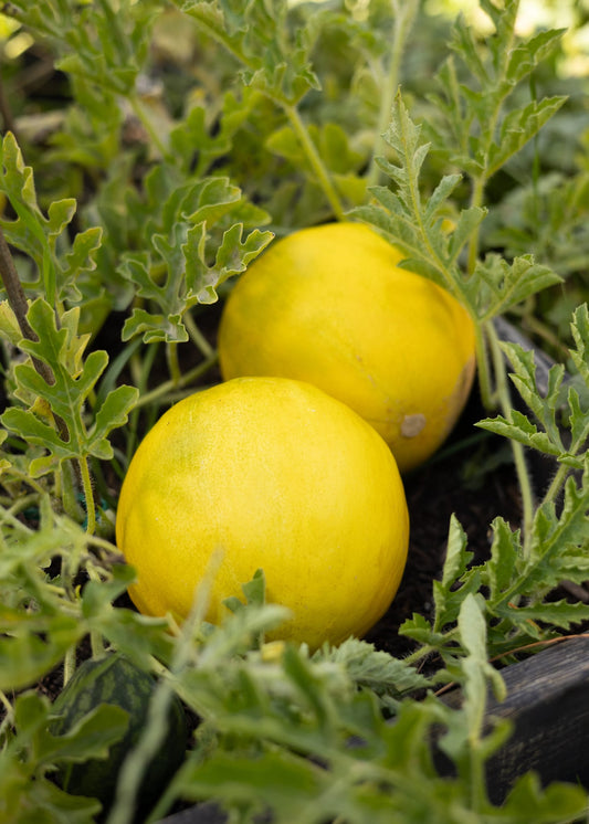Limelon Melonensamen