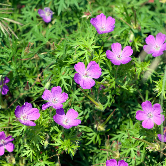 Geranium sanguineum Blut Storchschnabel Blühende Staude für Beet Steingarten Bodendecker Ø9cm 6 Stück