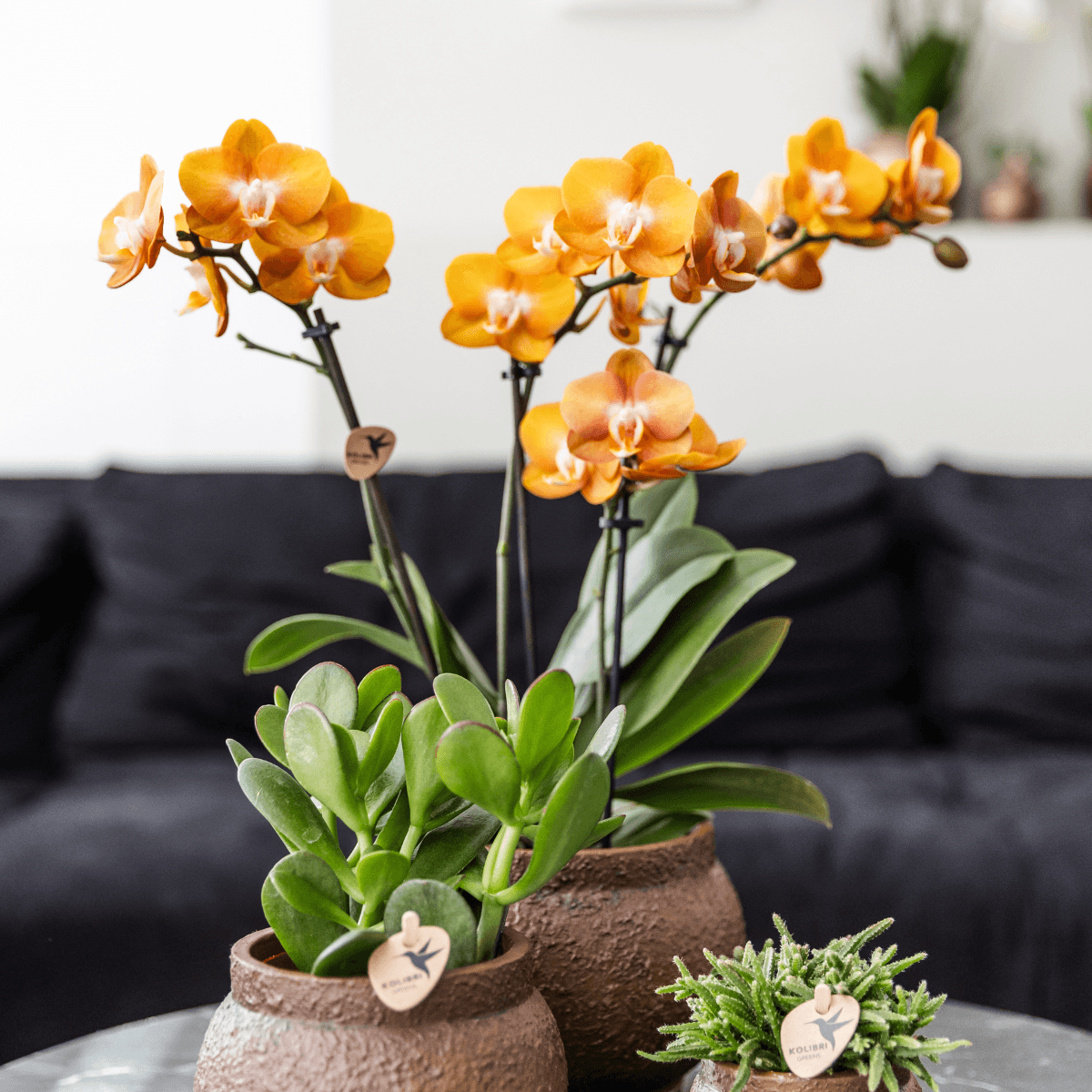 Phalaenopsis-Orchidee Las Vegas – Orange – Ø12cm – Zimmerpflanze mit 3-4 Blütenstielen – Ansicht 16