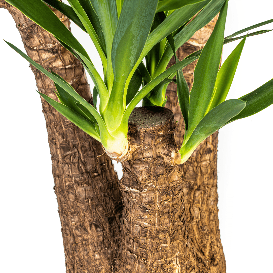Yucca Elephantipes Verzweigt mit Korb Ø24cm - ↕80-100cm 