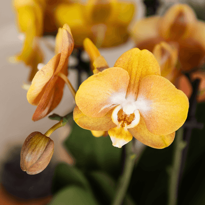 Kolibri Orchids | Orange/gelbe Las Vegas Orchidee + Poppy Peach Übertopf – Topfgröße Ø12cm | blühende Zimmerpflanze – frisch vom Züchter 