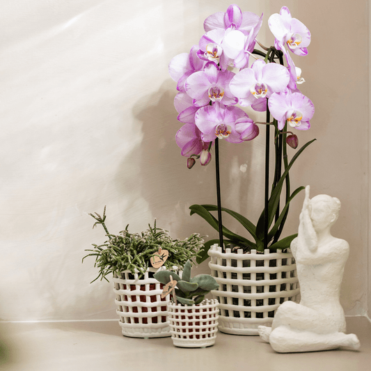 Kolibri Orchids | Rosa Niagara Falls Orchidee 12 cm mit Mesh White Übertopf – Frisch vom Züchter 