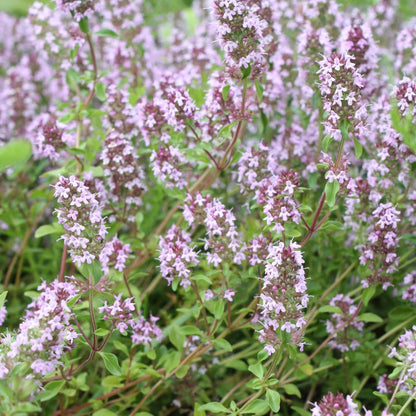 Thymus vulgaris Gartenthymian – Ø9cm – Höhe 10-25cm – Winterhartes Küchenkraut – Aromatisch – Ansicht 22