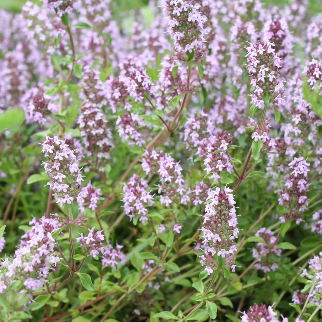 Thymus vulgaris Gartenthymian – 6 Pflanzen – Ø9cm – Höhe 10-25cm – Winterhartes Küchenkraut – Aromatisch – Bienenfreundlich für Beet, Kräutergarten & Balkon - Oasis of Life