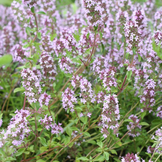 Thymus vulgaris Gartenthymian – 6 Pflanzen – Ø9cm – Höhe 10-25cm – Winterhartes Küchenkraut – Aromatisch – Bienenfreundlich für Beet, Kräutergarten & Balkon - Oasis of Life