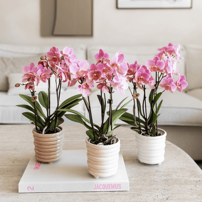 Phalaenopsis Orchideen Treviso – altrosa Blüten – Ø9cm – Blühende Zimmerpflanzen – Frisch vom Züchter – Ansicht 11