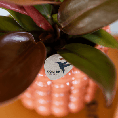 Kolibri Orchids | Pflanzenset Poppy Orange Nazare | Weiße Nazare Orchidee Ø9 cm + Grünpflanze Ø6 cm inkl. Übertöpfen – frisch vom Züchter 