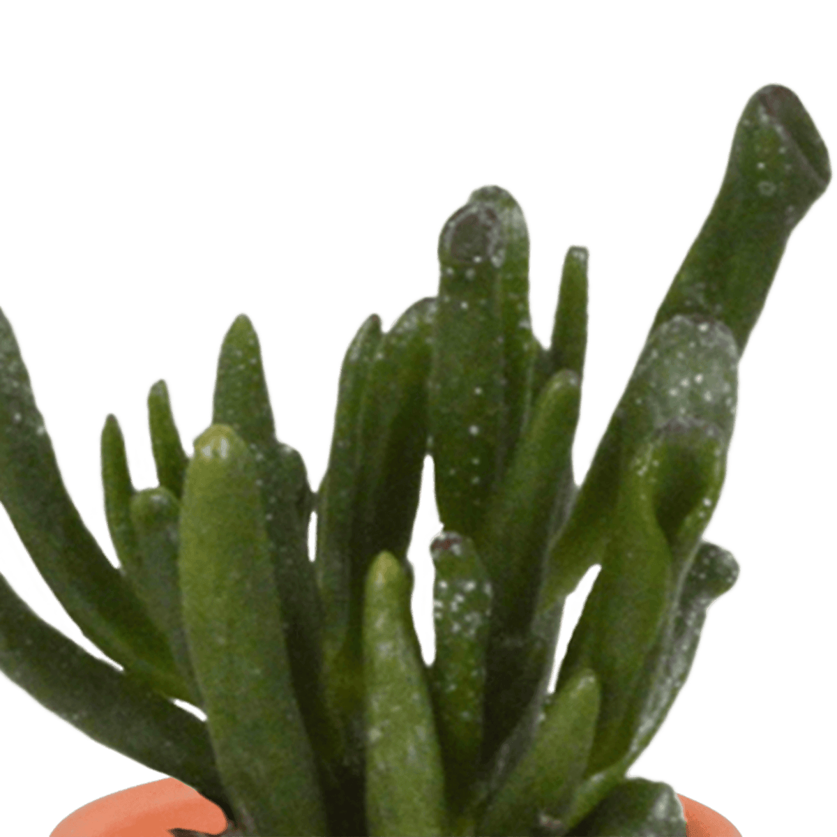 Kakteen & Sukkulenten Mischung – 15 Pflanzen 5,5 cm – Vielfältige Auswahl aus Cereus, Echeveria, Haworthia & Crassula – Hochwertige Qualität – Handbemalter mexikanischer Topf inklusive 