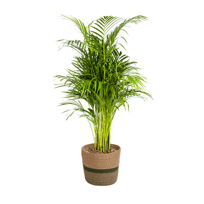 Dypsis Areca Lutescens mit Korb Ø21cm - ↕100 - 120cm 