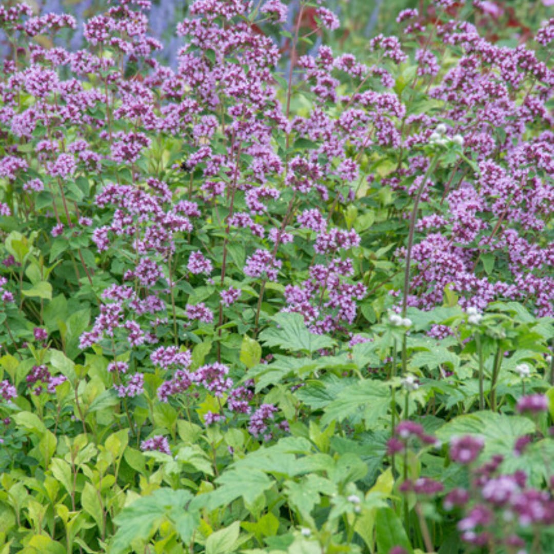 Origanum laevigatum Herrenhausen – Ø9cm – Höhe 10-25cm – Winterharter Zieroregano – Bienenfreundlich – Ansicht 22