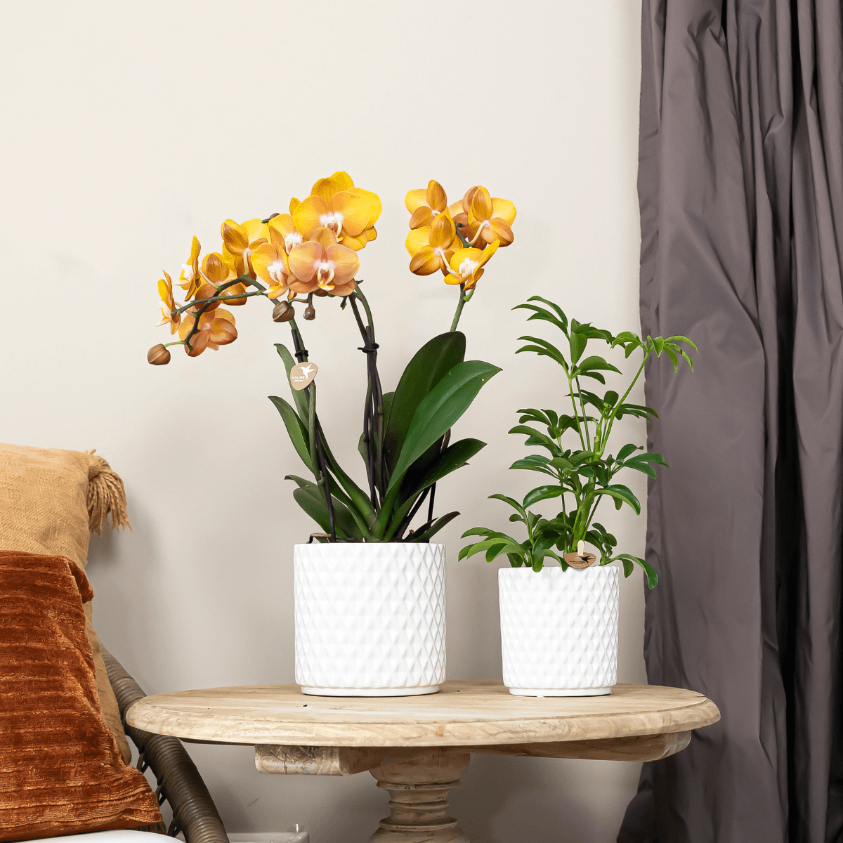 Phalaenopsis-Orchidee Las Vegas – Orange – Ø12cm – Zimmerpflanze mit 3-4 Blütenstielen – Ansicht 14