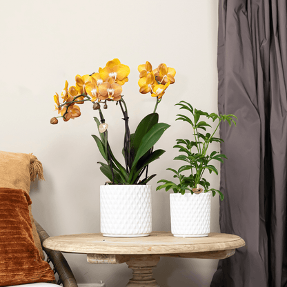 Phalaenopsis-Orchidee Las Vegas – Orange – Ø12cm – Zimmerpflanze mit 3-4 Blütenstielen – Ansicht 14