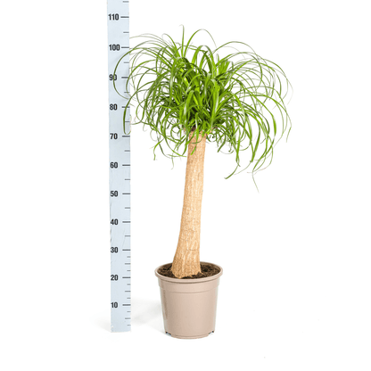 Beaucarnea Recurvata Stamm mit Korb Ø24cm - ↕80 - 100cm 