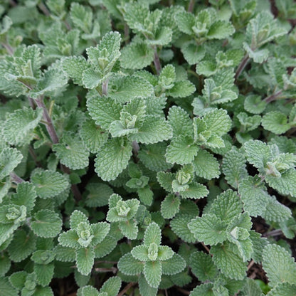 Nepeta Grol Katzenminze Blauviolett blühende Staude Ø9cm 6 Stück