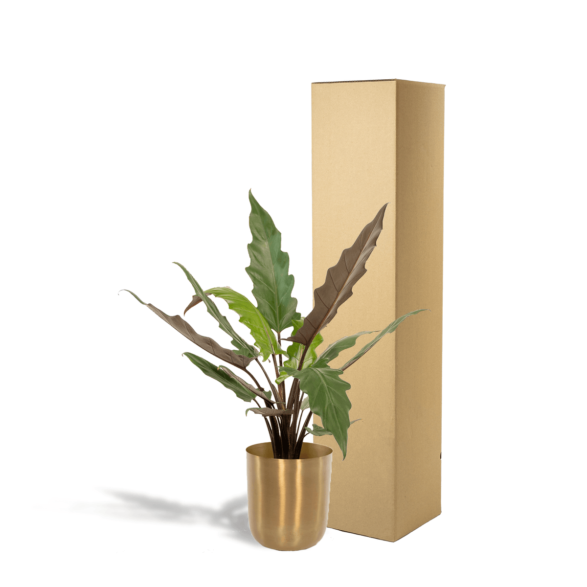 Alocasia Lauterbachiana - Ø19cm - ↕80cm + Topf Mayk Gold 