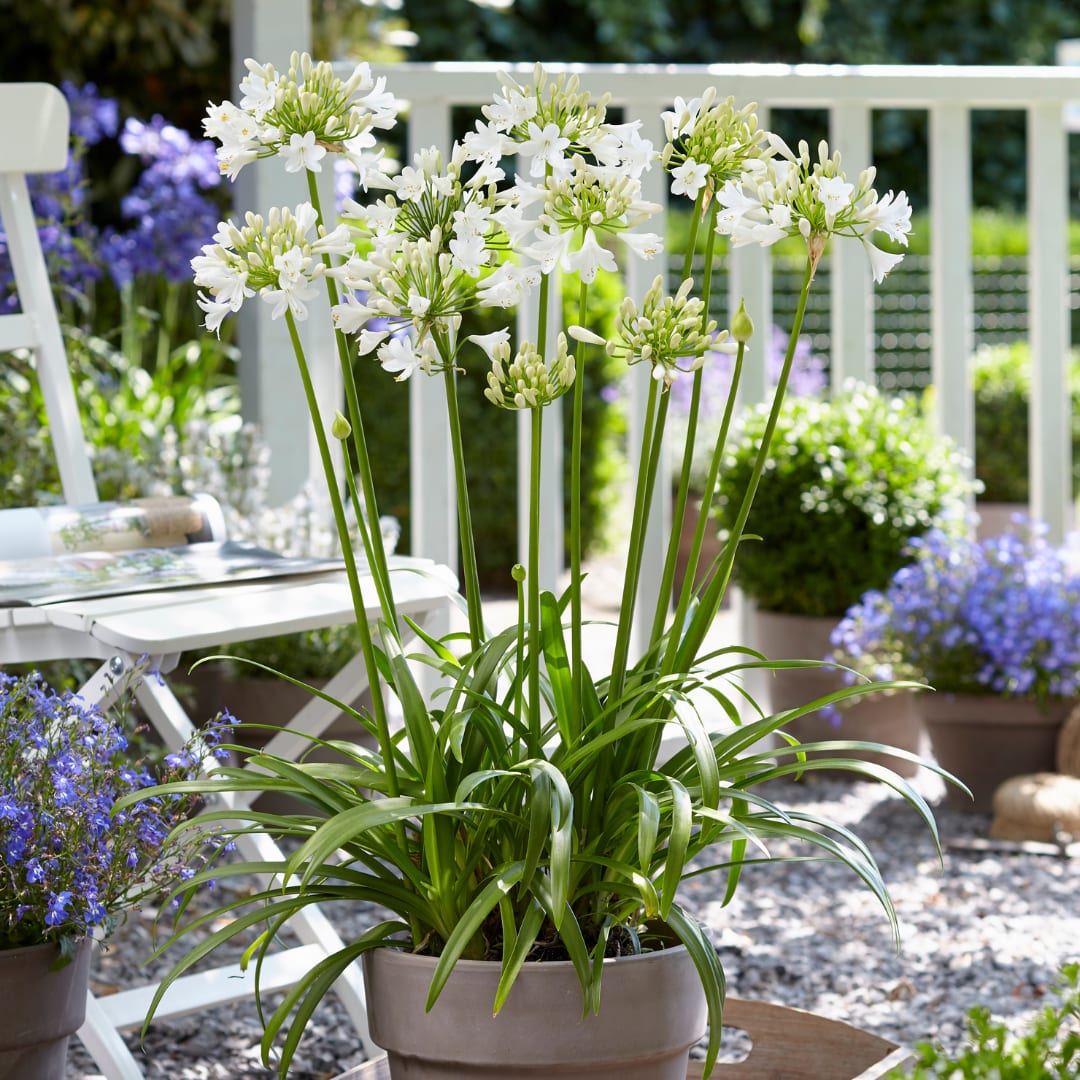 Agapanthus Everwhite Ø23cm