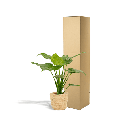 Alocasia Cucullata – Pfeilblatt – Zimmerpflanze – Ø19 cm – ↕65 cm – Mit Korb Selin – Elefantenohr – Luftreinigend – Tropisches Flair 