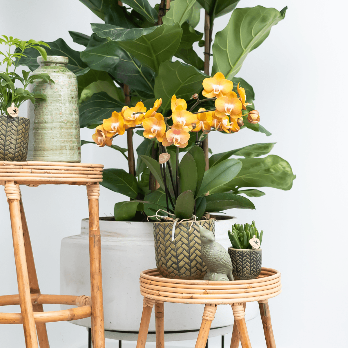 Phalaenopsis-Orchidee - Las Vegas - Topfgröße Ø12cm - Zimmerpflanze - 2 Stück 