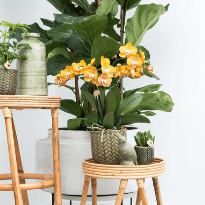 Phalaenopsis-Orchidee Las Vegas – Orange – Ø12cm – Zimmerpflanze mit 3-4 Blütenstielen – Ansicht 13
