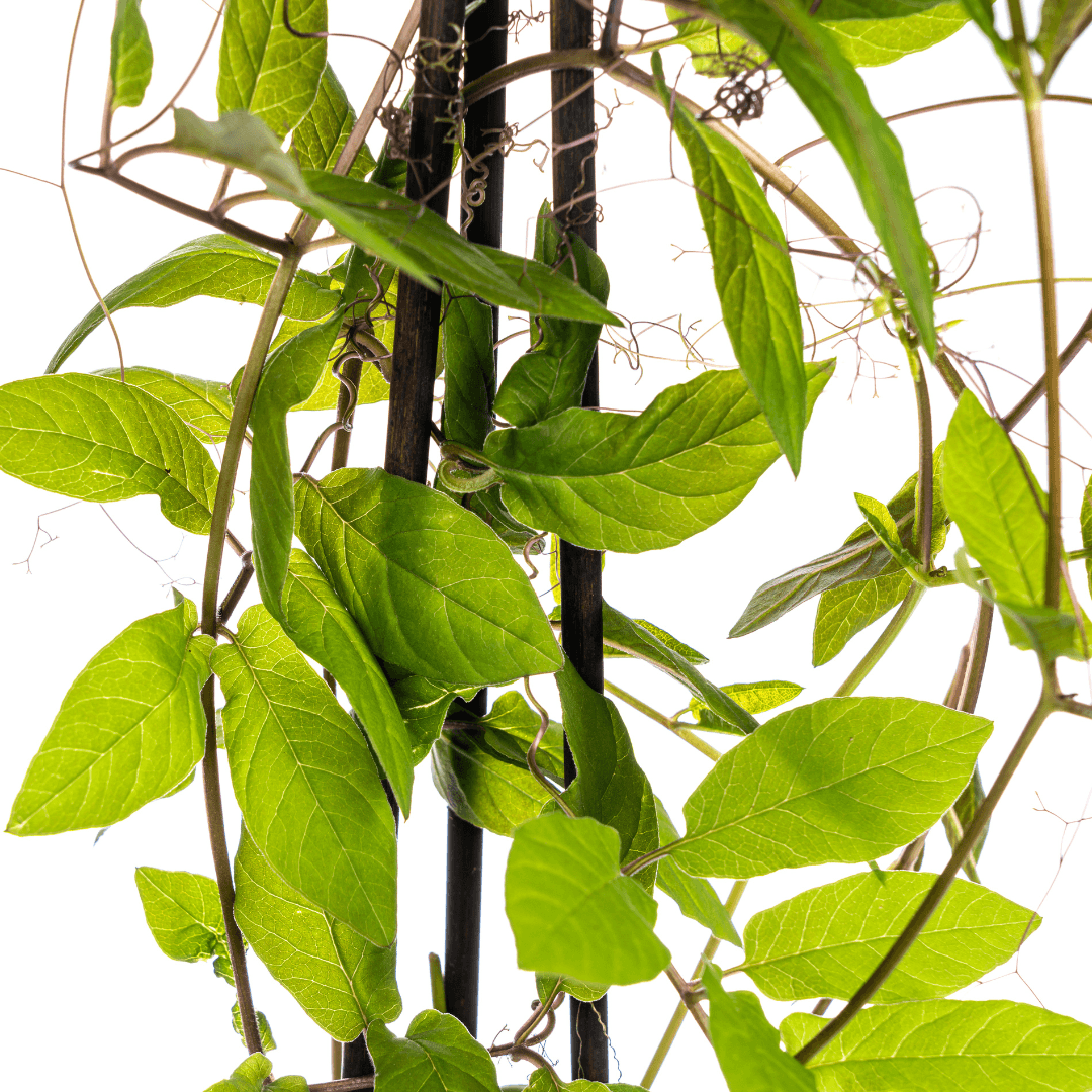 Glockenrebe - Cobea scandens Violet Blue - Ø13 cm - ↕60 cm - 4 Pflanzen 