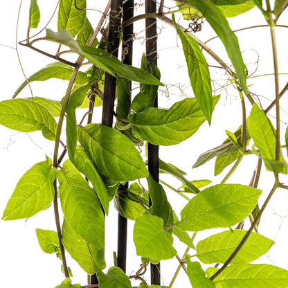 Glockenrebe - Cobea scandens Violet Blue - Ø13 cm - ↕60 cm - 4 Pflanzen 