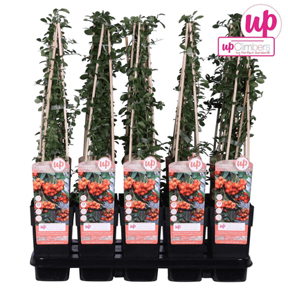 Feuerdorn – Pyracantha 'Orange Glow' – Ø15cm – ↕65cm – Immergrüner Strauch mit oranger Beerenpracht – Ideal als Sichtschutz & Vogelschutzhecke – Für Garten & Terrasse 