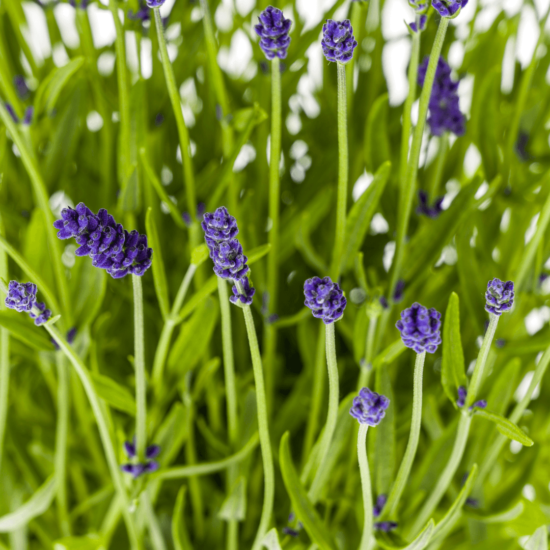 Echter Lavendel Lavandula angustifolia – Ø19cm – Höhe 40–50cm – Duftende Garten- und Balkonpflanze – Bienenfreundlich & Pflegeleicht 
