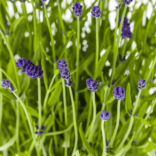 Echter Lavendel Lavandula angustifolia – Ø19cm – Höhe 40–50cm – Duftende Garten- und Balkonpflanze – Bienenfreundlich & Pflegeleicht 