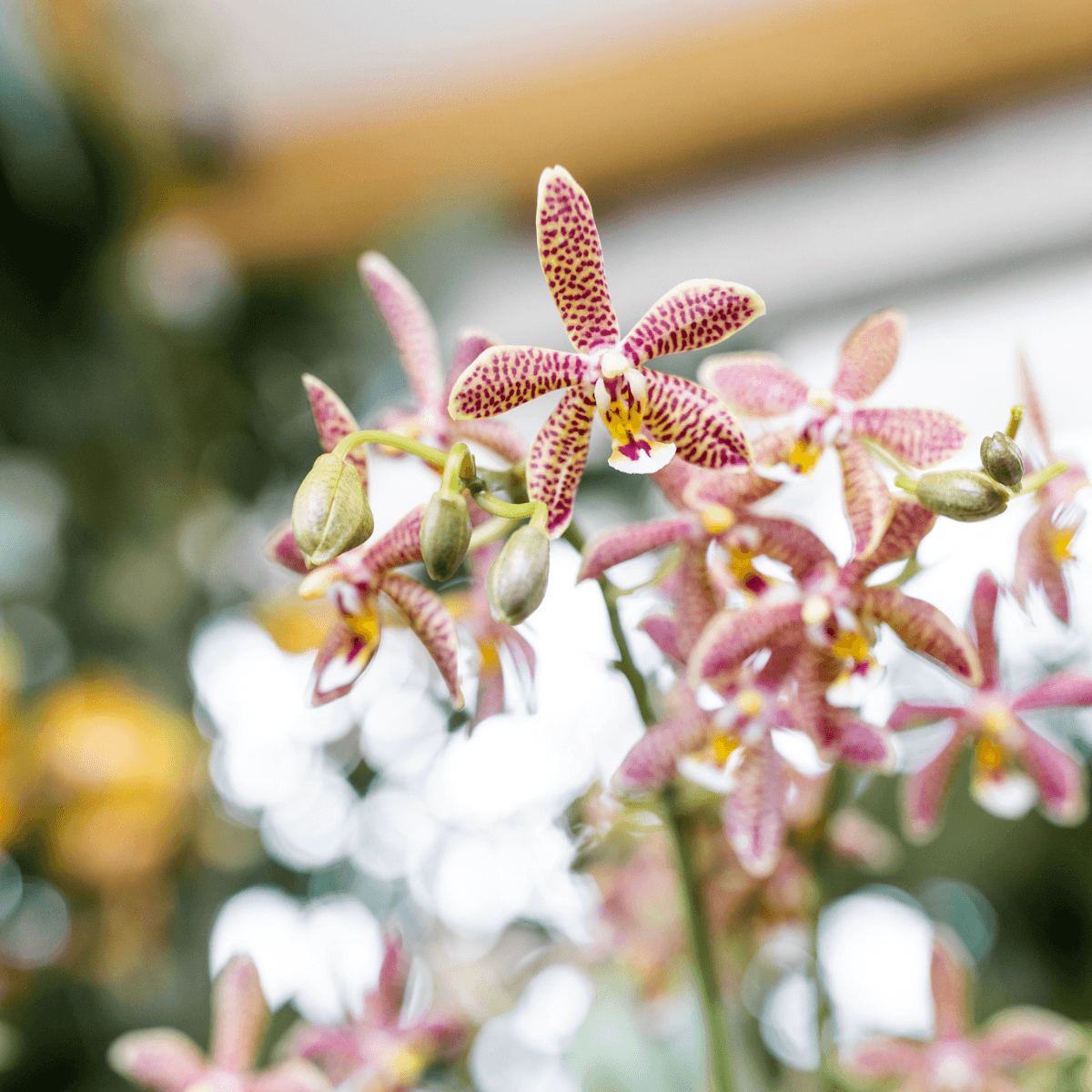 Kolibri Orchideen | orangefarbene Phalaenopsis-Orchidee – Spider – Topfgröße Ø9 cm | blühende Zimmerpflanze – frisch vom Züchter 