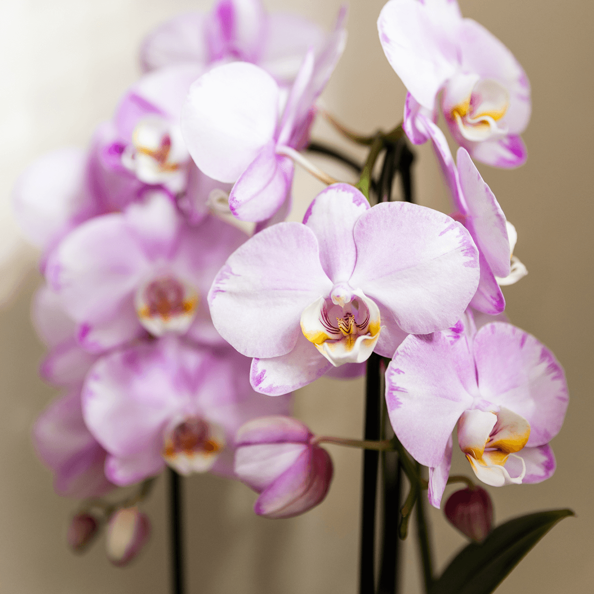 Kolibri Orchids | Rosa Niagara Falls Orchidee 12 cm mit Mesh White Übertopf – Frisch vom Züchter 